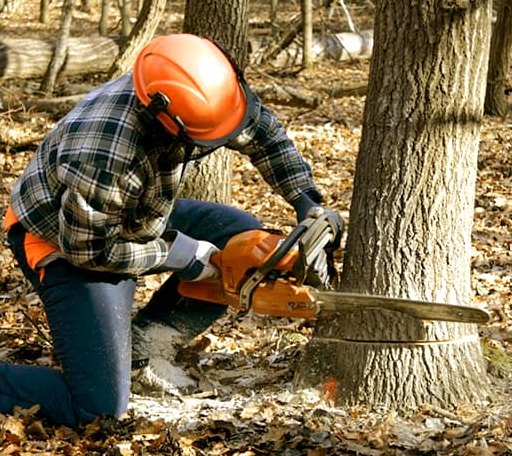 Tree Removal in Carriere, MS